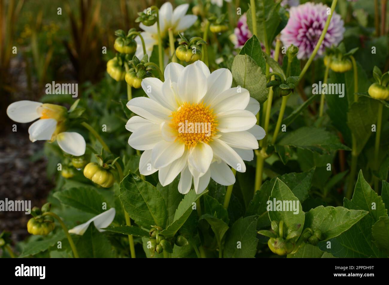 Bright White Decorative Dahlia Flower. Stock Photo
