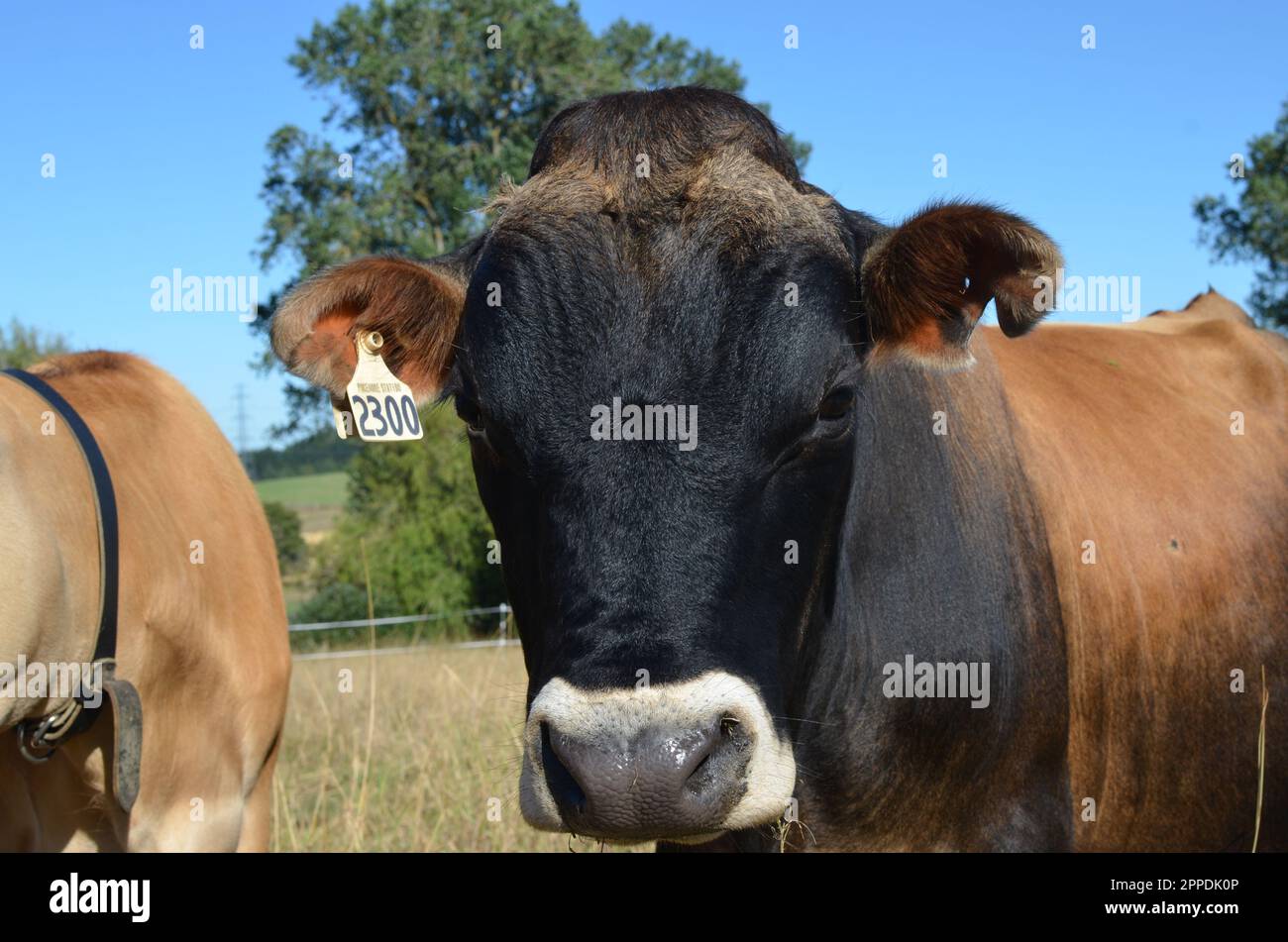 Purebred Jersey Bull. Stock Photo