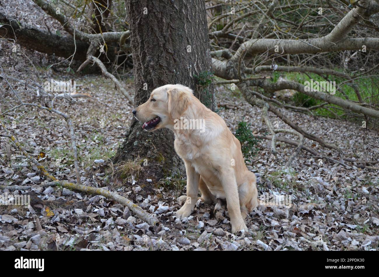 Purebred Golden Retriever Puppy Dog. Stock Photo