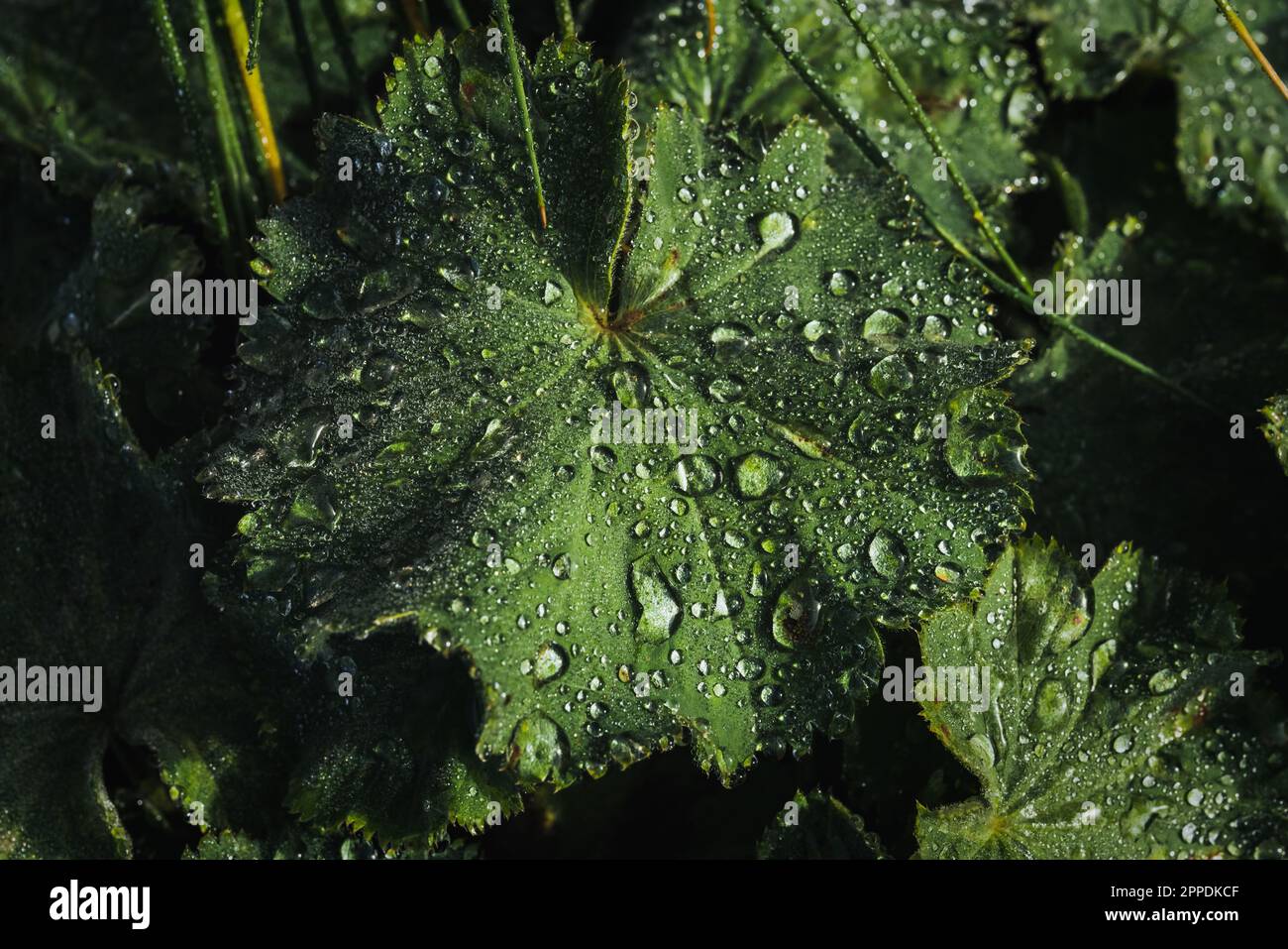 Makro shot of a leaf with raindrops on it Stock Photo
