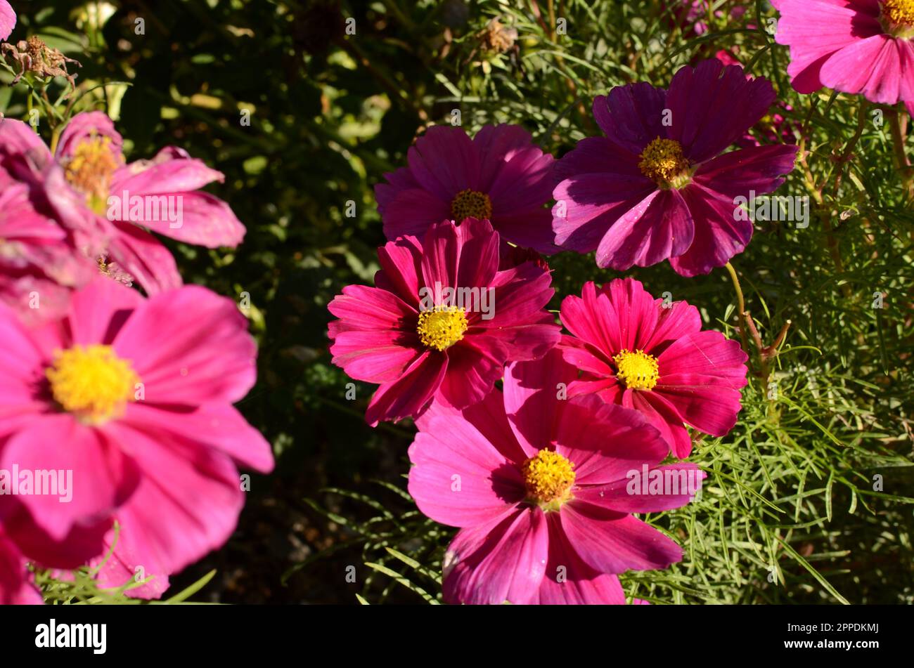 Bright Pink Cosmos Flowers. Stock Photo
