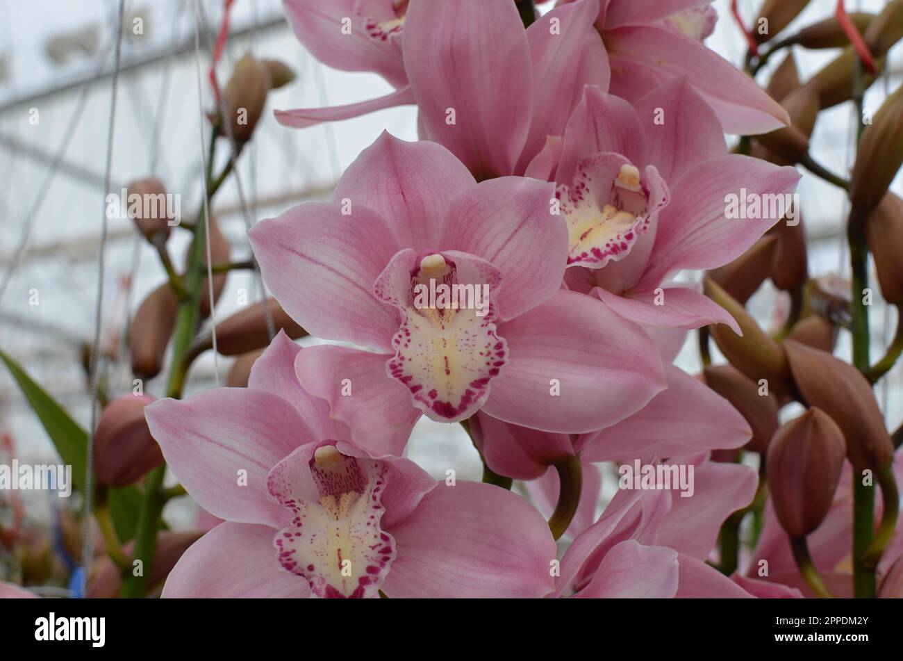 Pink 'Rietja' Cymbidium Orchid Flowers. Stock Photo