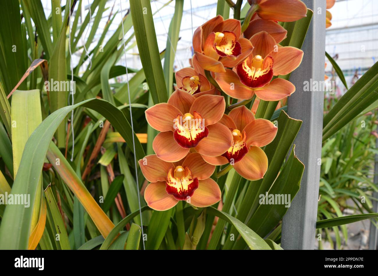 Orange Cymbidium Orchid Flowers In A Greenhouse. Stock Photo