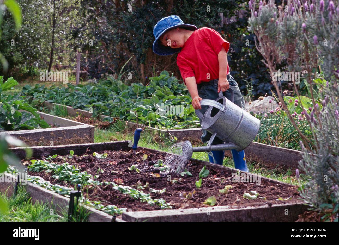 Child (boy) in a red t-shirt, with tongue between teeth, watering-in newly planted lettuce seedlings in a raised bed. Stock Photo