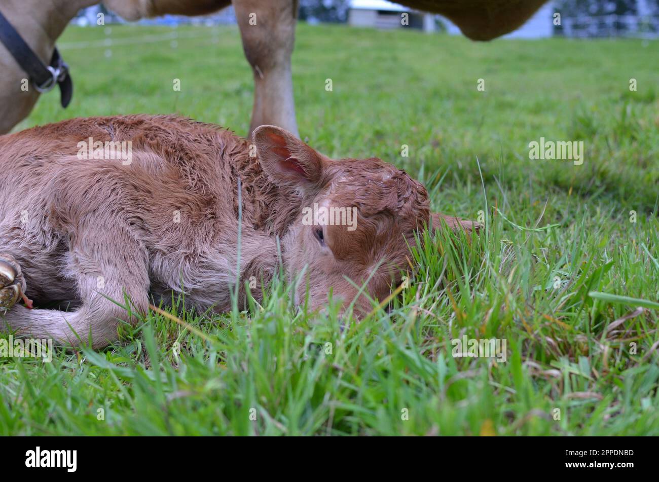 Newborn Purebred Jersey Heifer Calf. Stock Photo