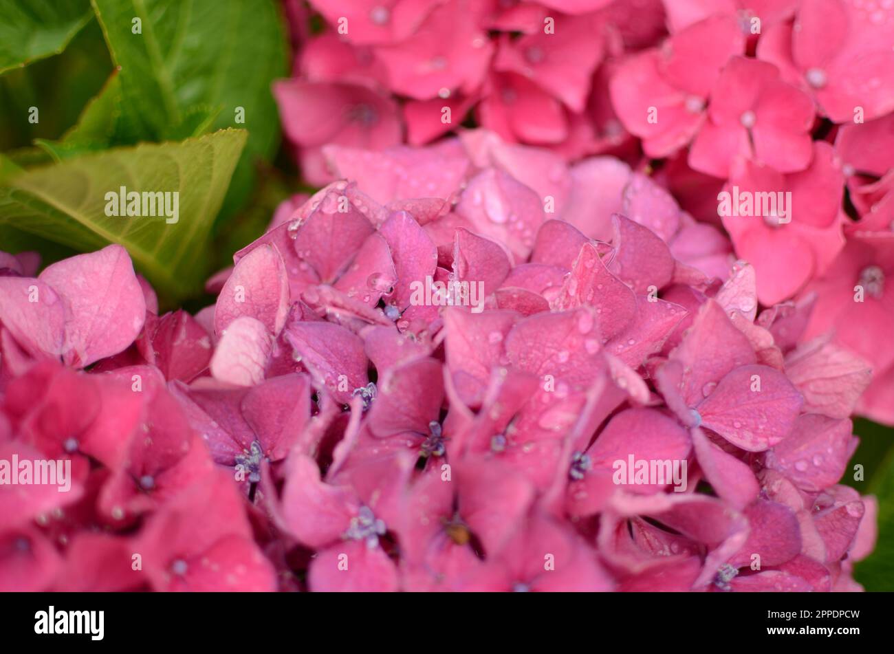 Pink Hydrangea Flowers With Water Droplets. Stock Photo