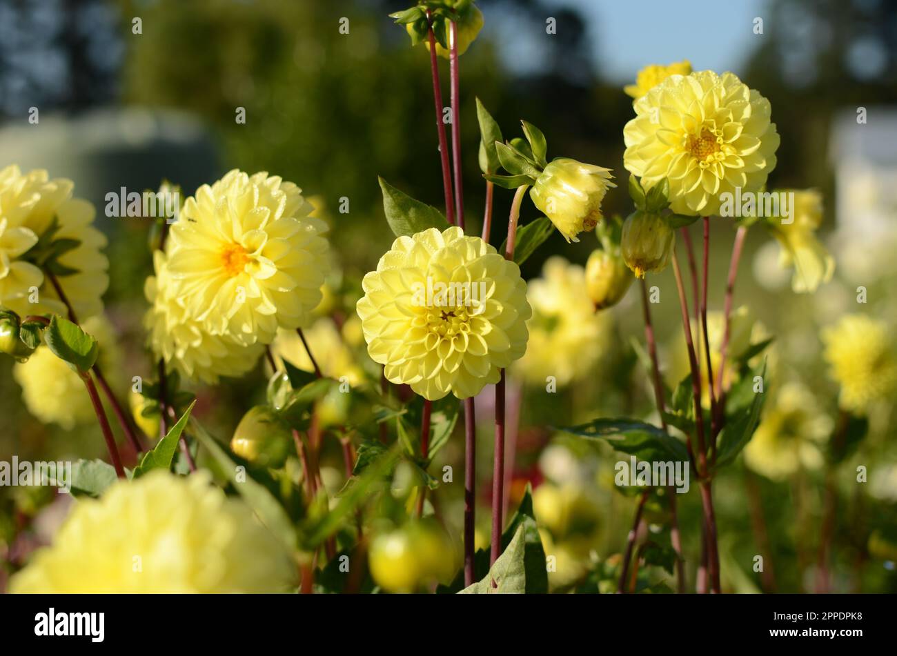 Sunny Yellow Decorative Dahlia Flowers. Stock Photo
