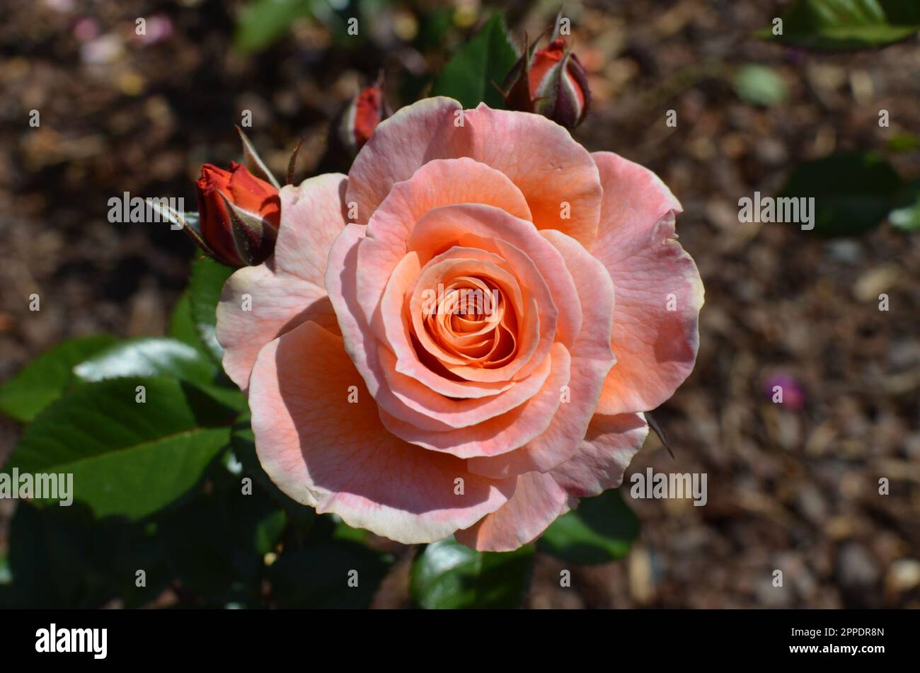 Pink Rose Flower Stock Photo