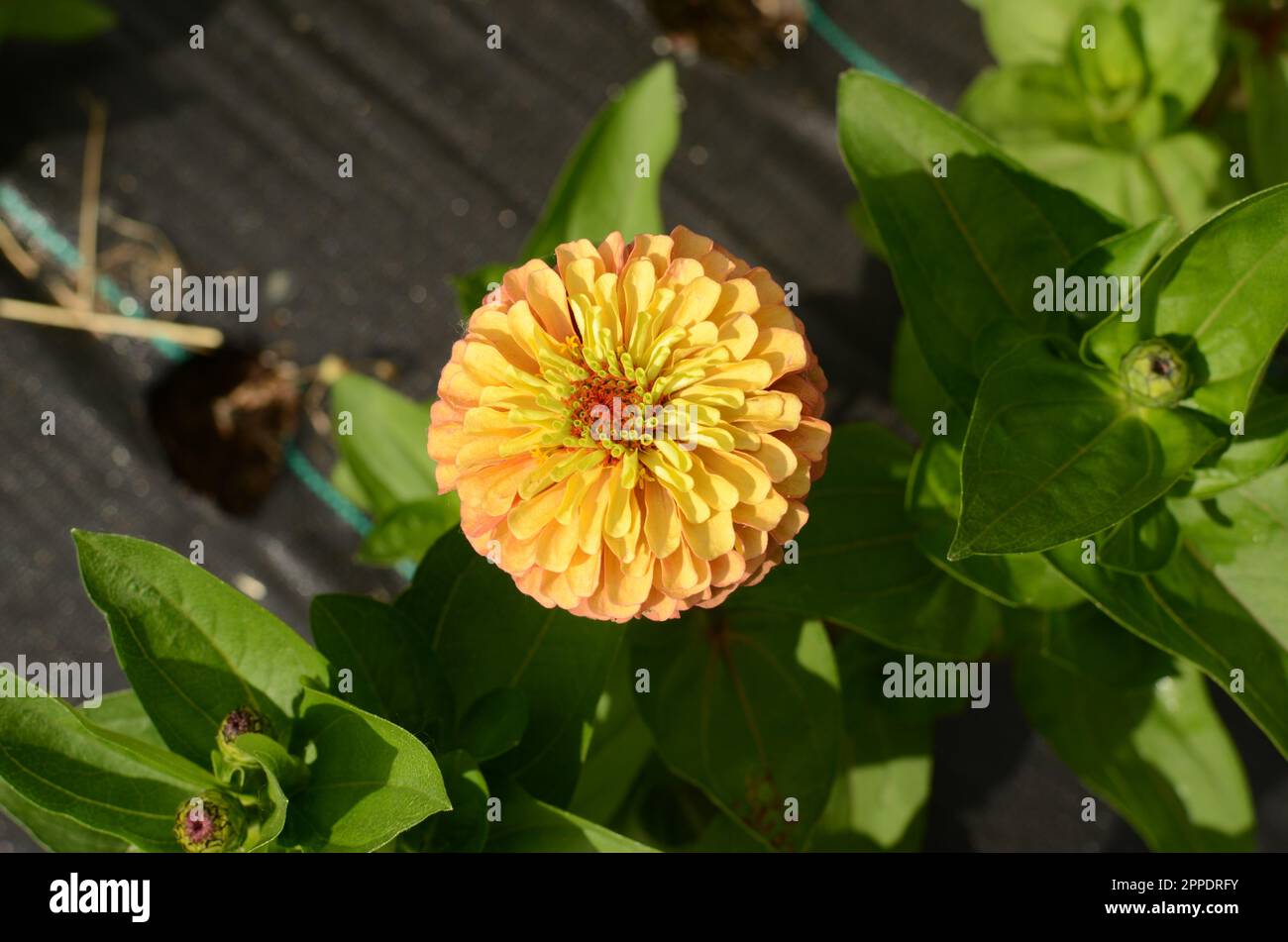 Orange Zinnia Flower Stock Photo