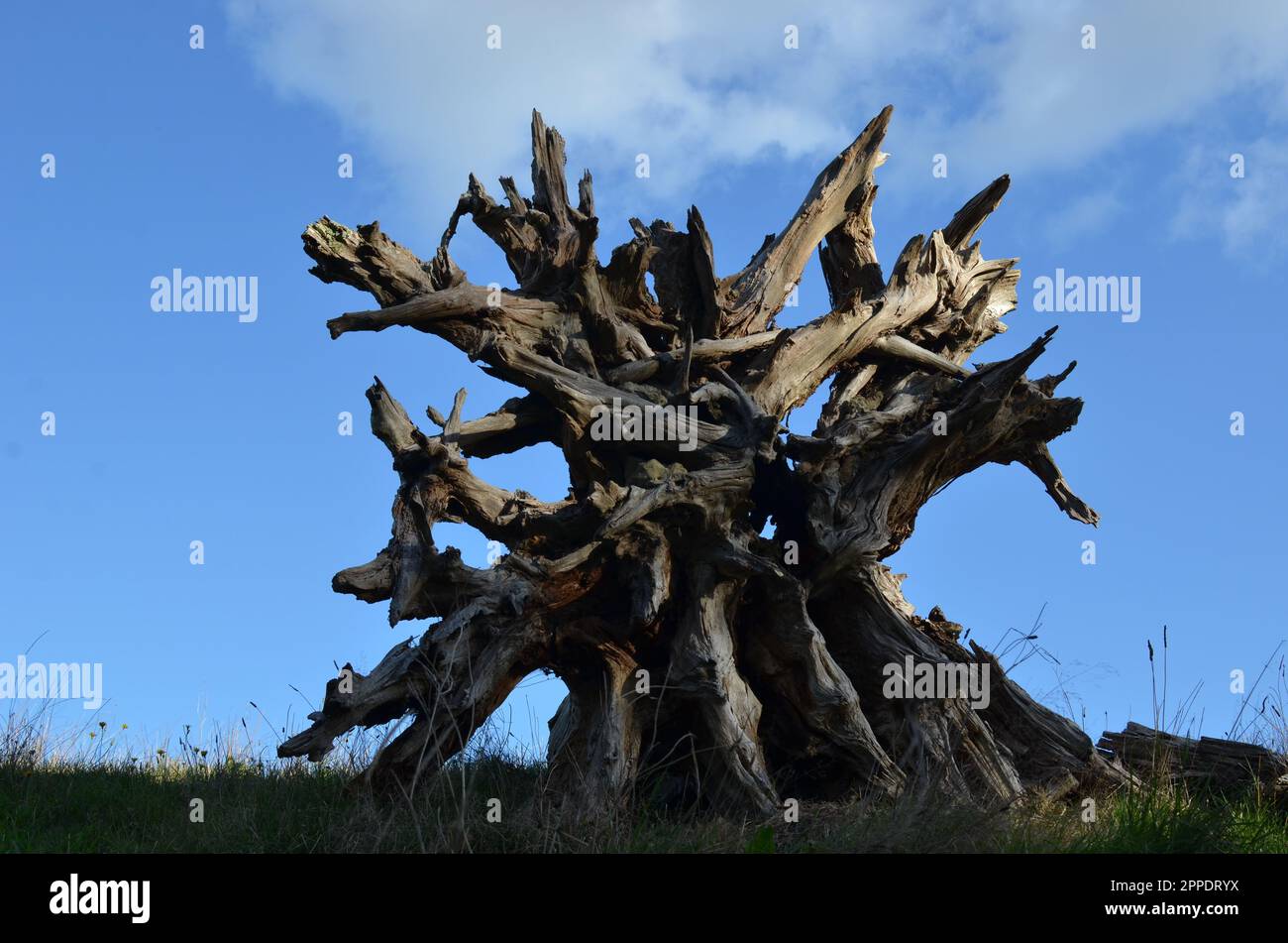 Old Tree Stump Against Blue Sky. Stock Photo