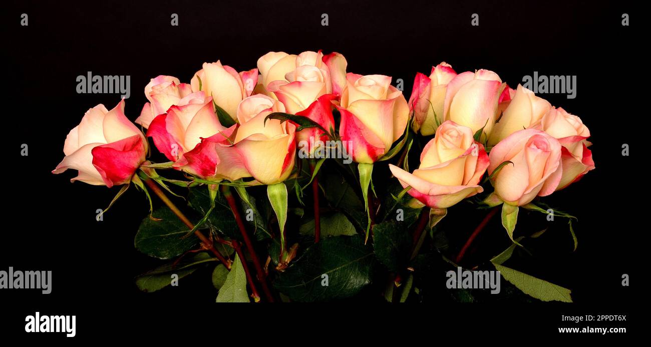 Rose Floral arrangement isolated over a black background Stock Photo ...