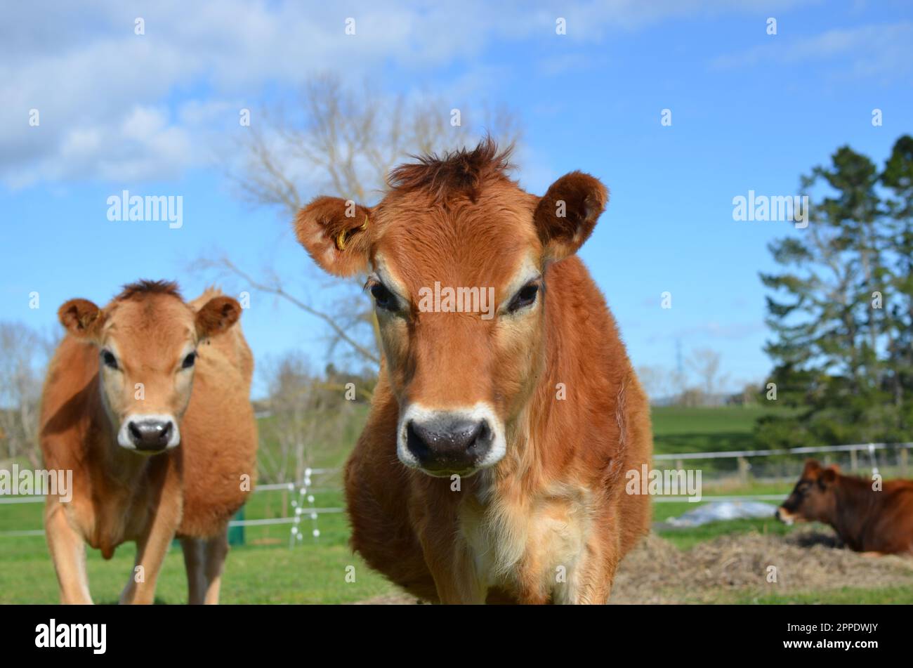 Purebred Jersey Heifer Cows And Calves. Stock Photo
