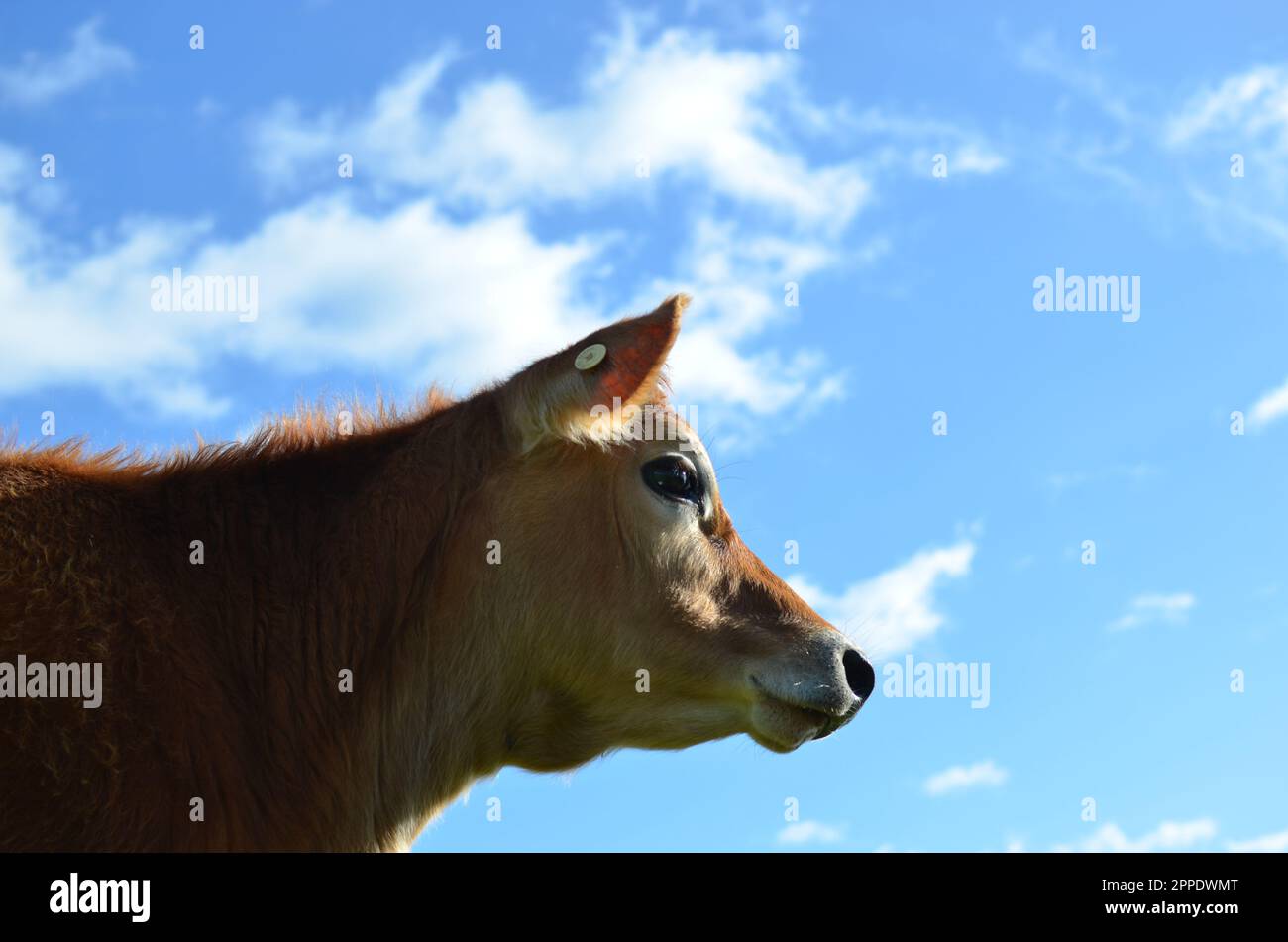 Purebred Jersey Heifer Cow With Sky Background. Stock Photo