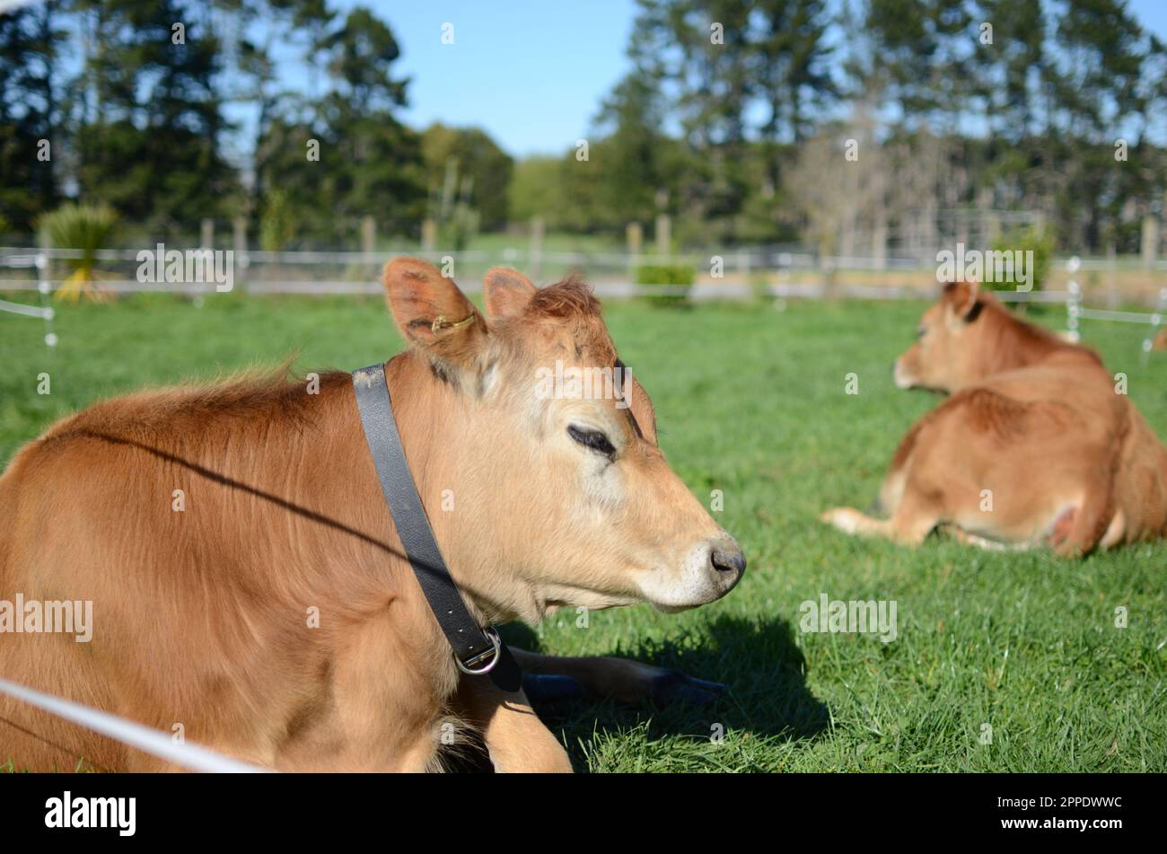 Purebred Jersey Heifer Cows And Calves. Stock Photo