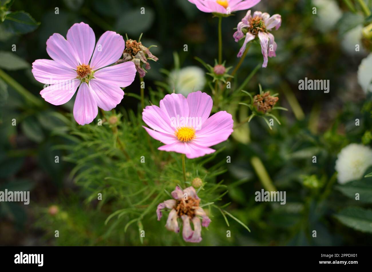 Pink Cosmos Flowers. Stock Photo