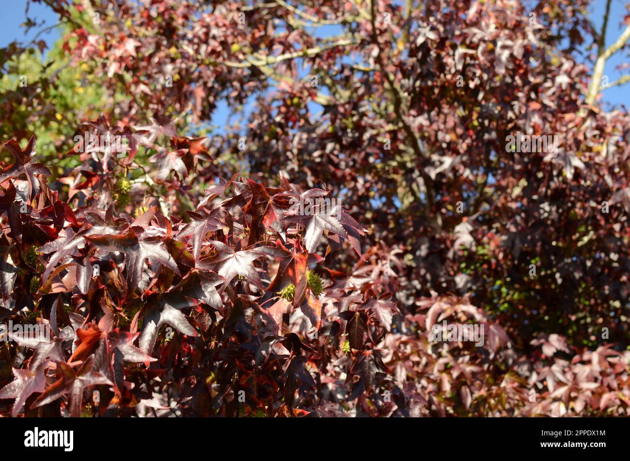 Autumn Leaves On A 'Liquid Amber' Tree. Stock Photo
