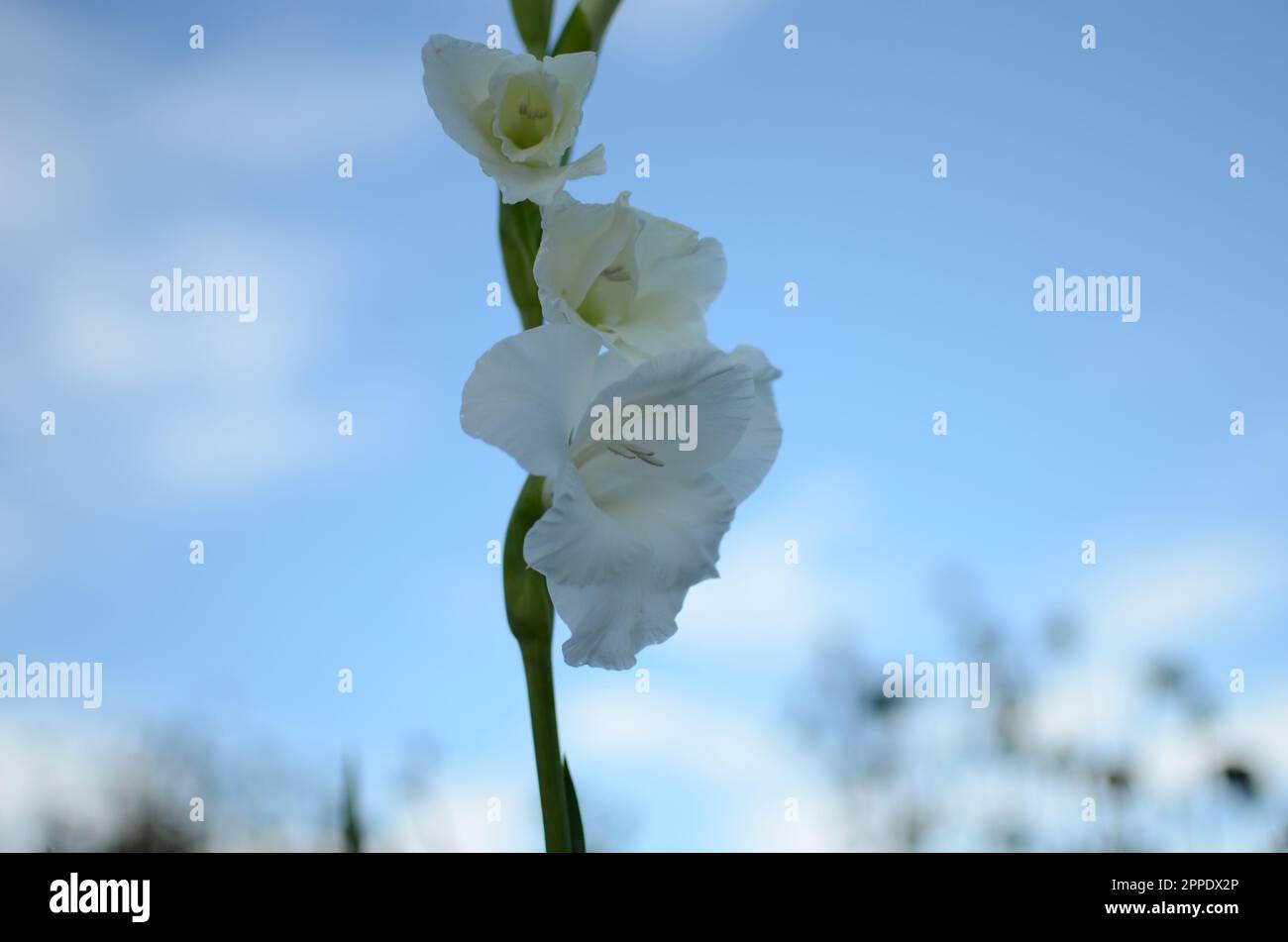 White Gladiolus Flower. Stock Photo