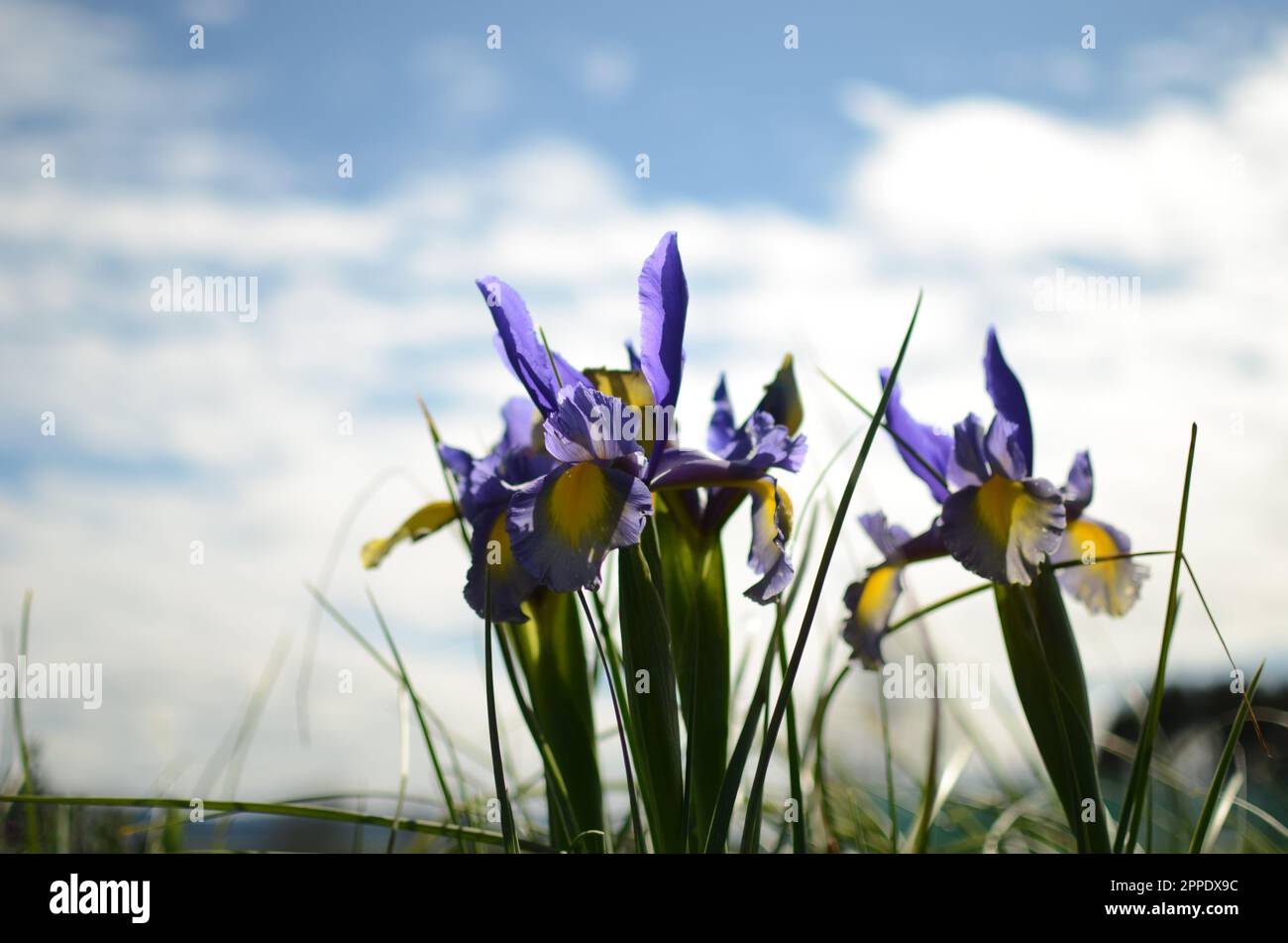 Purple 'Miss Saigon' Dutch Iris Flowers. Stock Photo