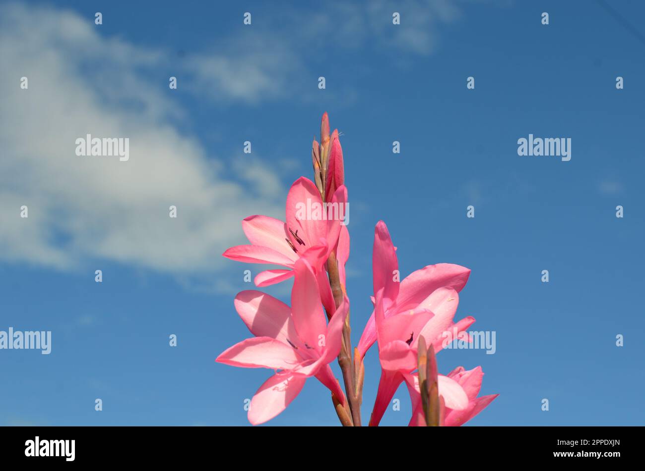 Pink Wildflowers With Blue Sky Background. Stock Photo