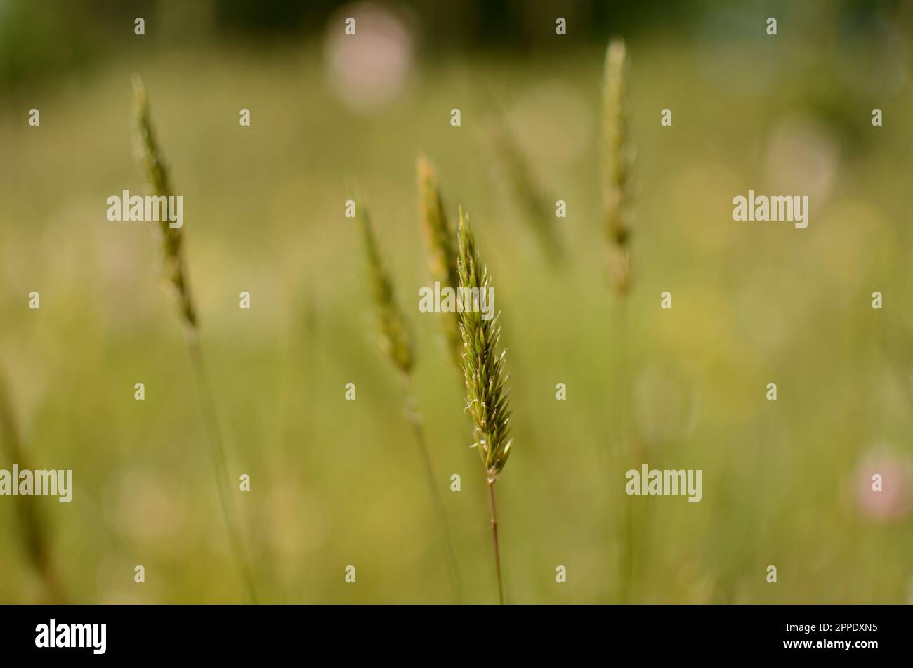Grass Seed Head In A Paddock. Stock Photo