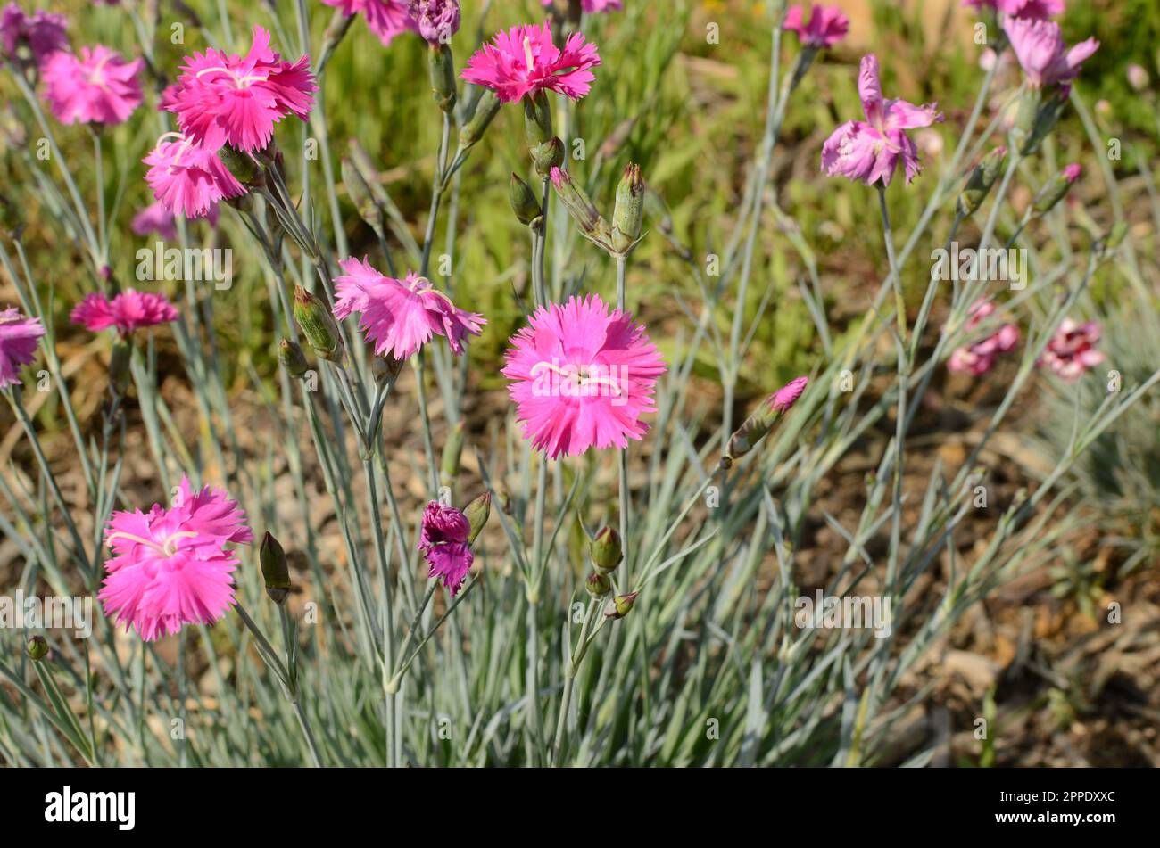 Pink Dianthus Flower. Stock Photo