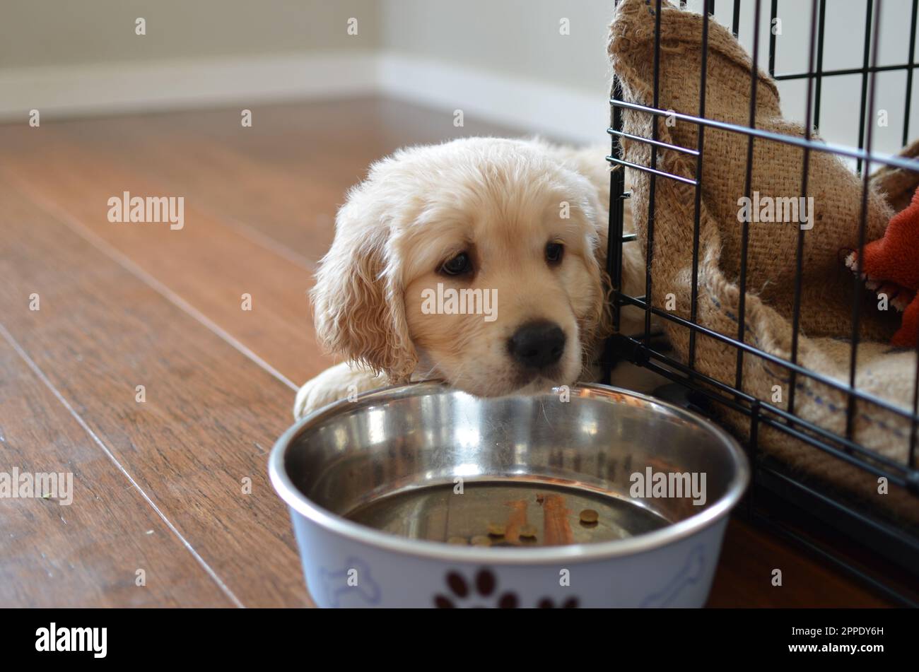 Handsome Golden Retriever Puppy Dog. Stock Photo