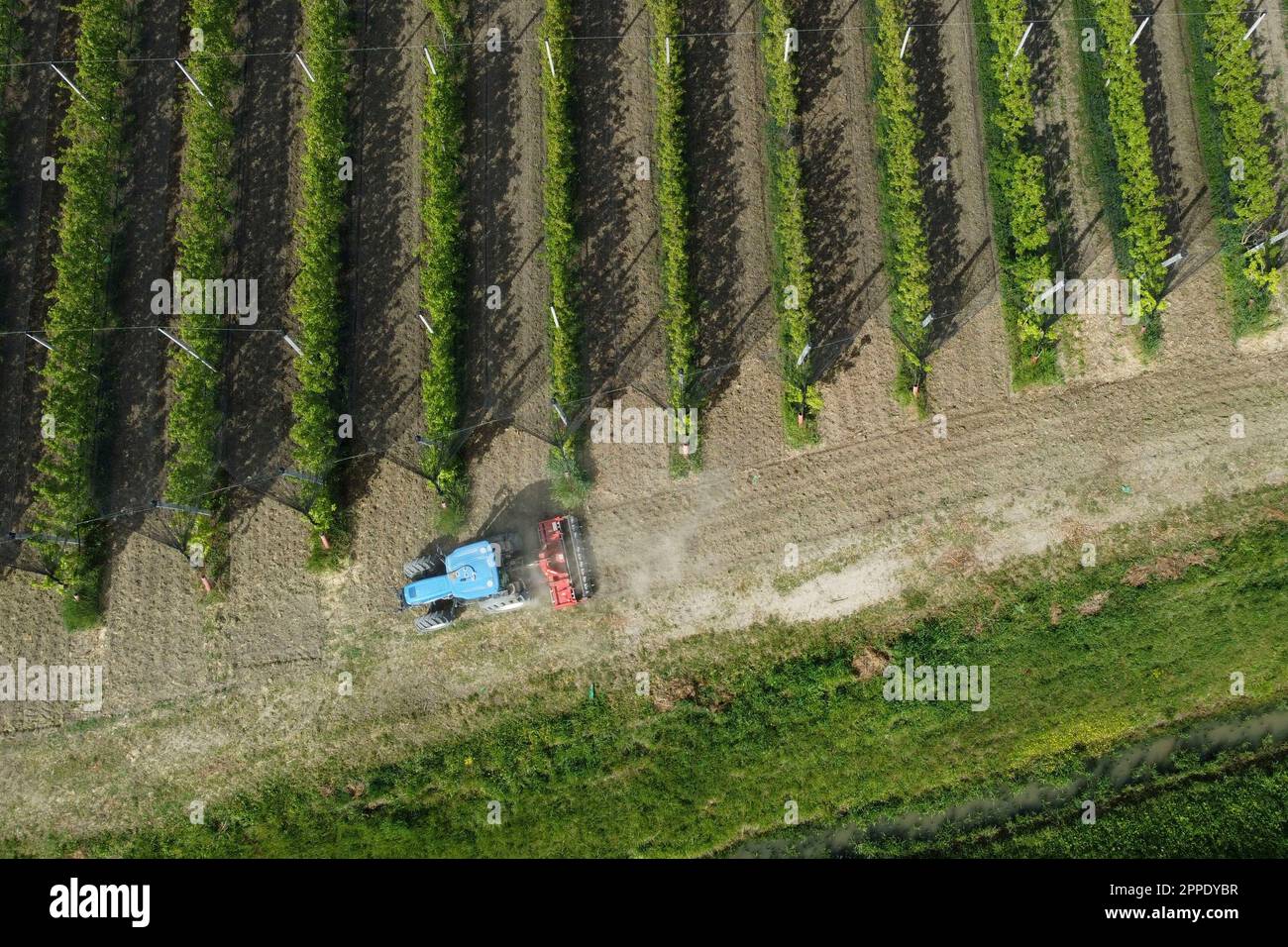 A farmer works by maneuvering her tractor in a pear field in Crevalcore ...