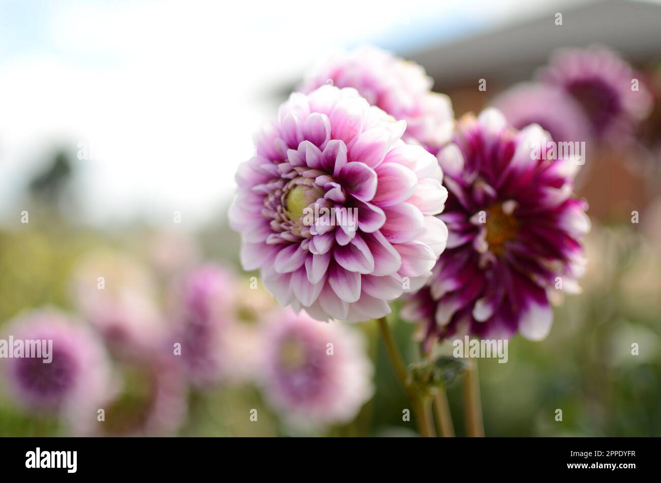 Purple And White 'Edinburgh' Decorative Dahlia Flower. Stock Photo