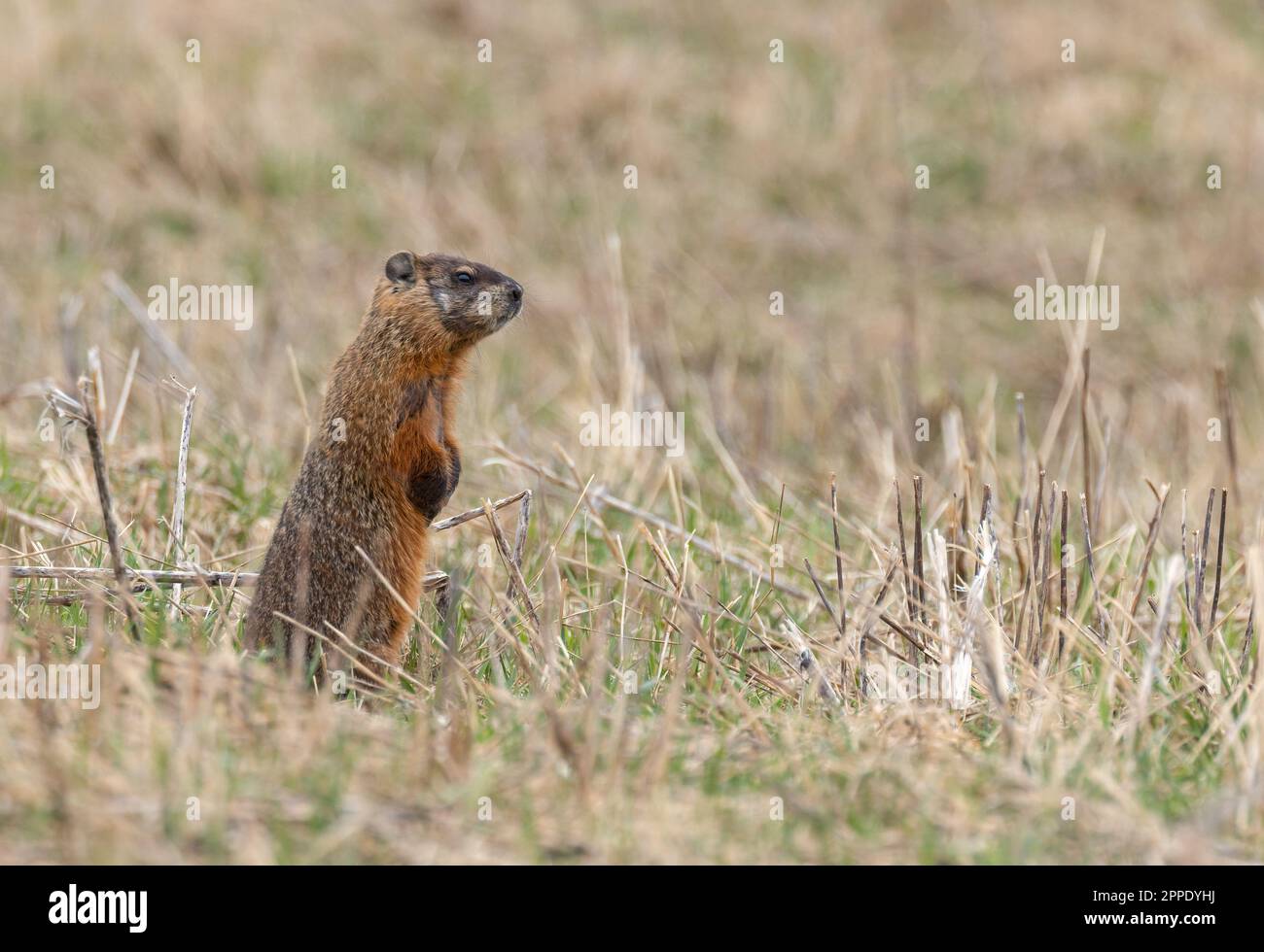 An alert groundhog standing in a grassy rural field in springtime in Muskoka Stock Photo