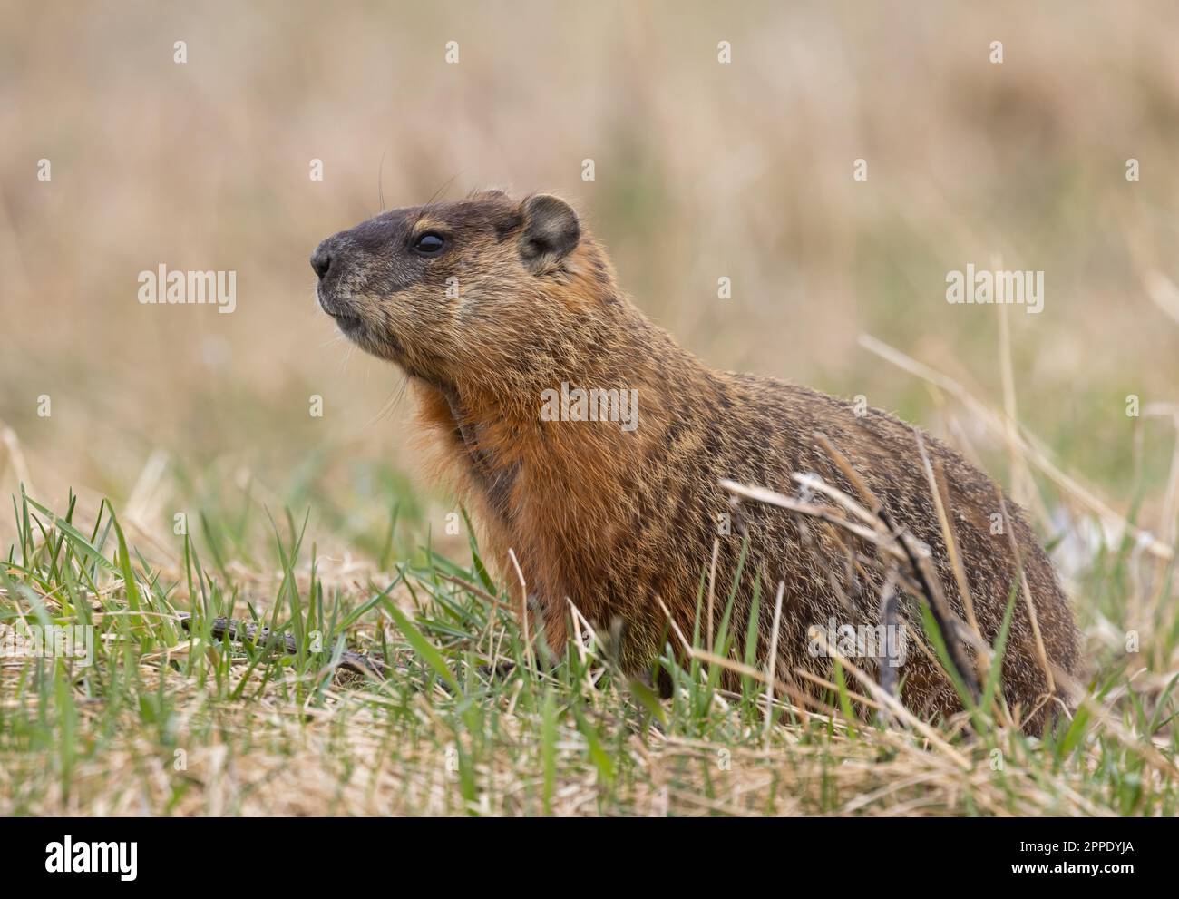 A groundhog in a grassy rural field in springtime in Muskoka Stock Photo