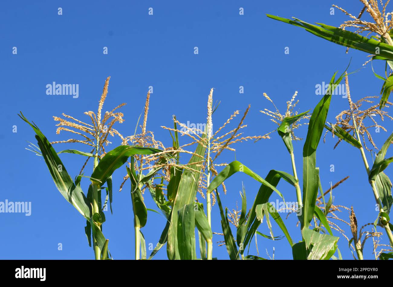 Corn Plant Tassels With Blue Sky Background. Stock Photo