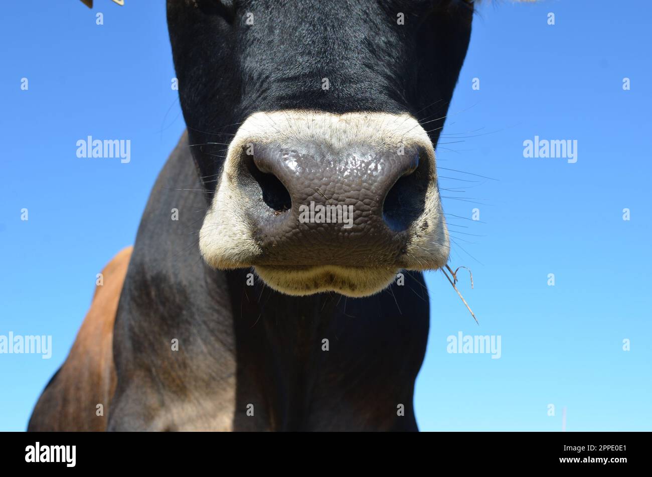 Abstract Closeup Of A Purebred Jersey Bull's Nose. Stock Photo