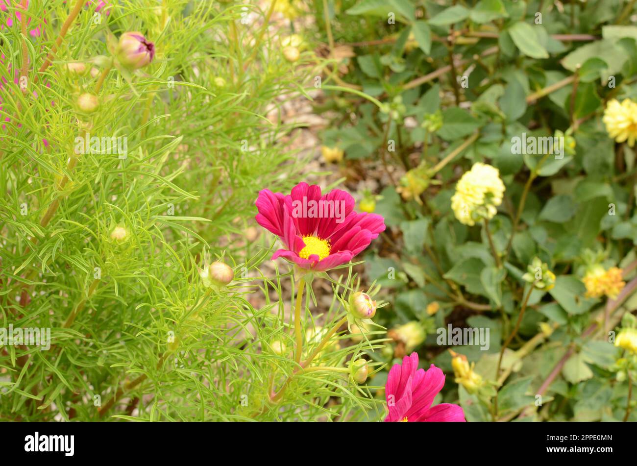 Pink Cosmos Flower. Stock Photo