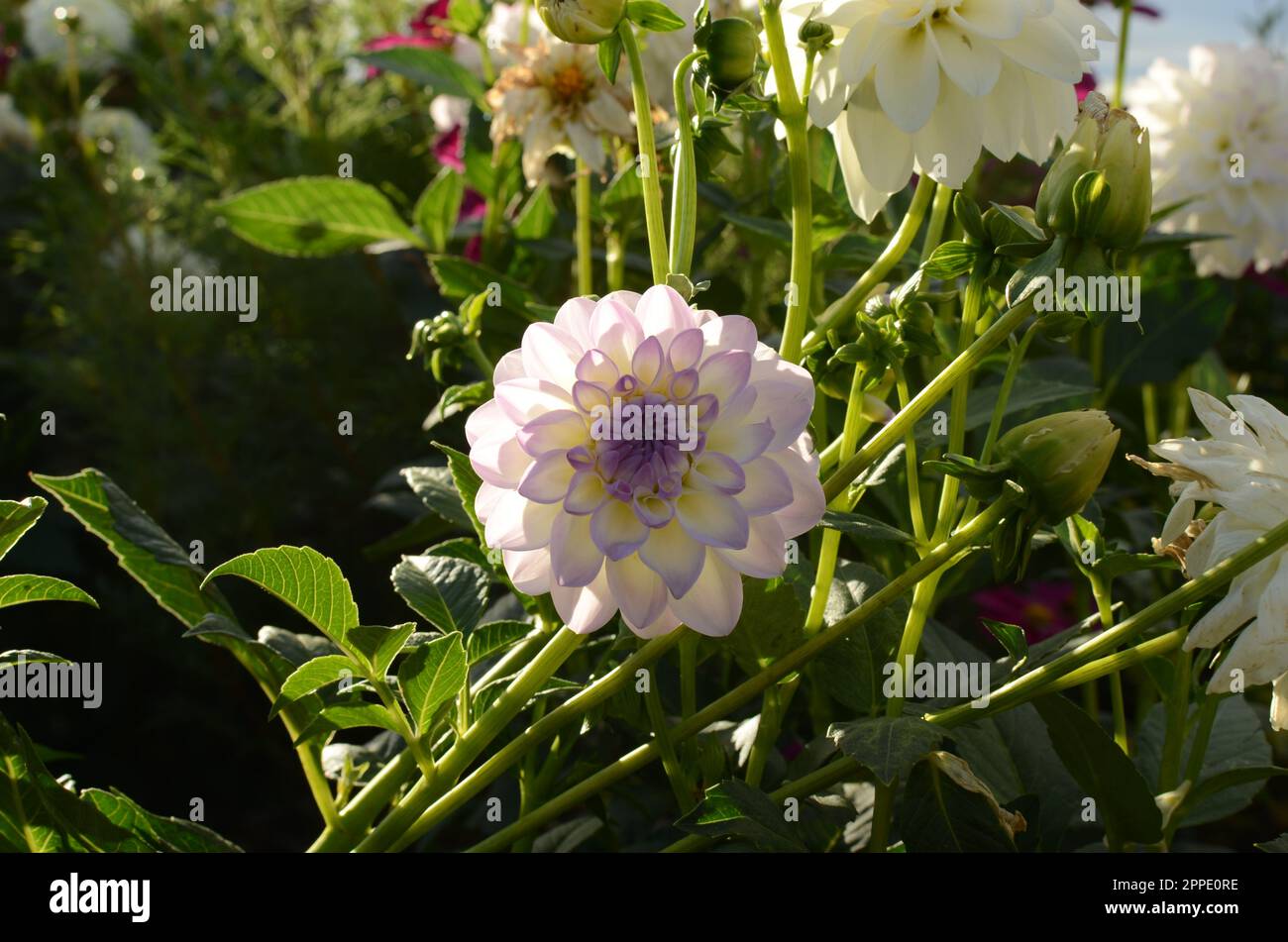 Decorative 'Eveline' Dahlia Flowers. Stock Photo