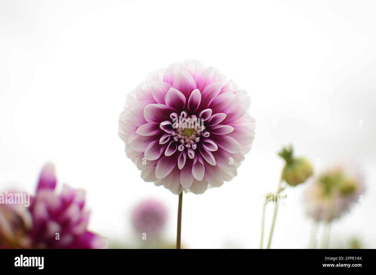 Dahlia purple hi-res stock photography and images - Alamy