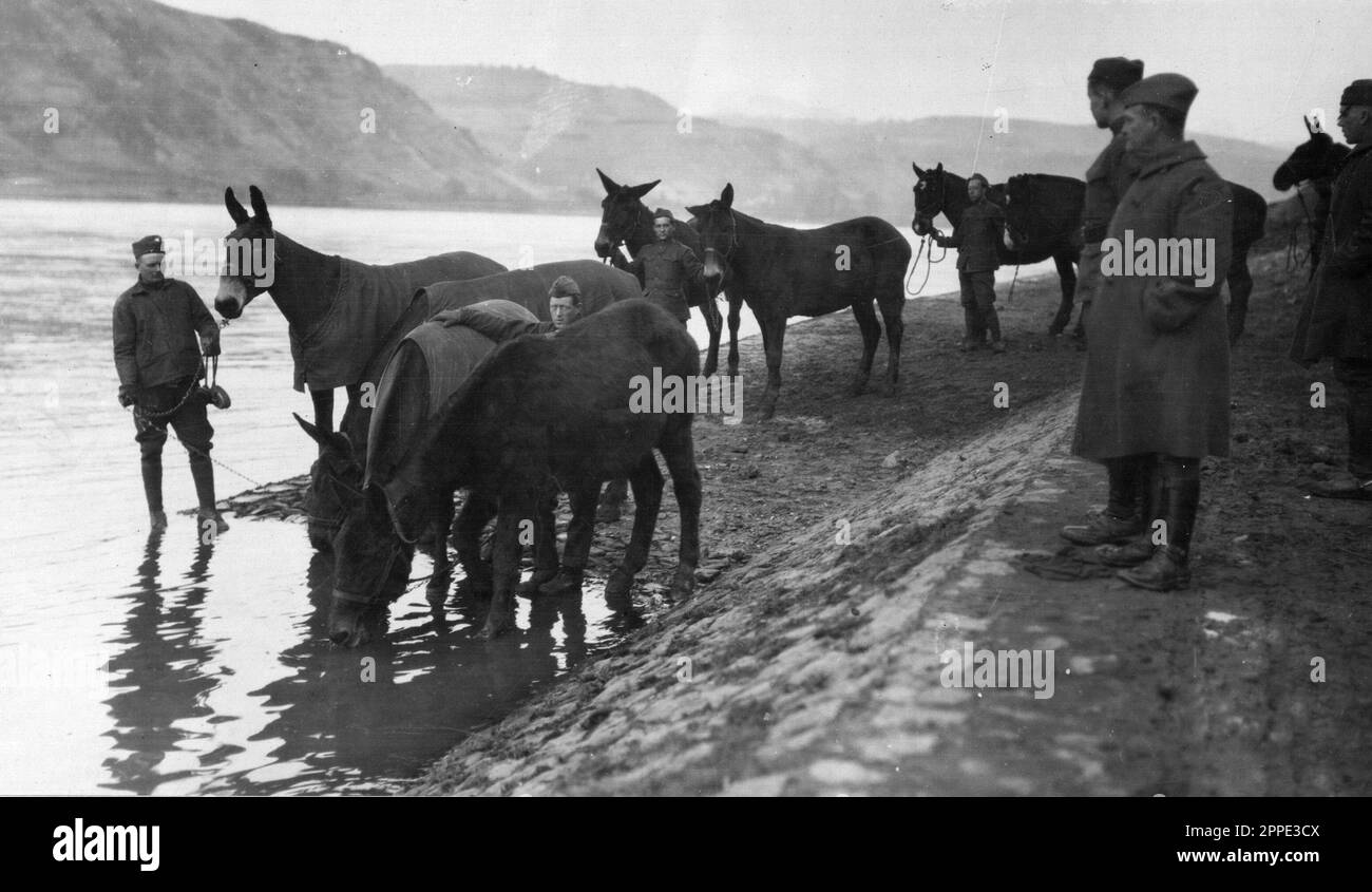 US Army mules drinking water in the River Rhine in 1919 during the Allied occupation of the Rhineland. After WW1 the Allies occupied the left bank of the Rhine for 11 years. Stock Photo