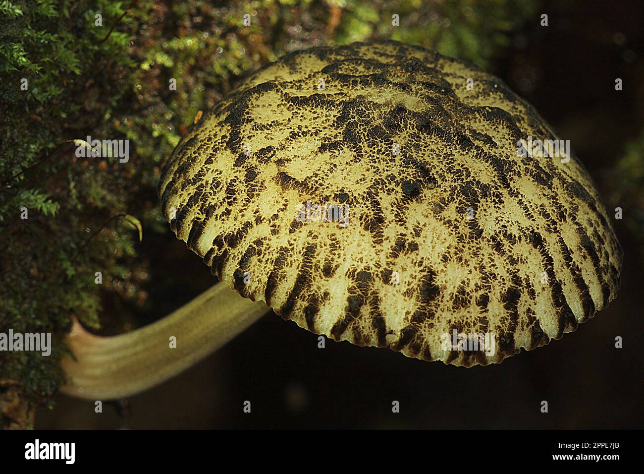 Deer shield mushroom (Pluteus sp.) Stock Photo