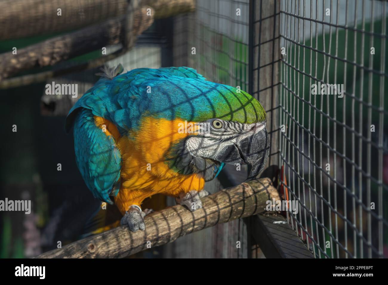 Image showcasing Bird Cage Perches - Budgie to Macaw Sizes - Perch Factory