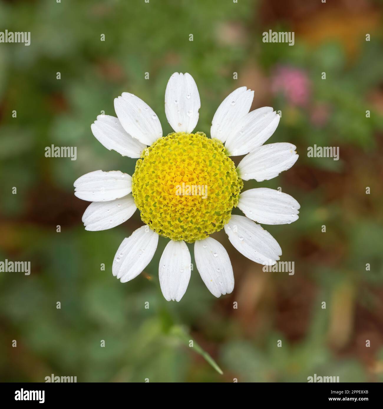 Chamomile close up spring hi-res stock photography and images - Alamy