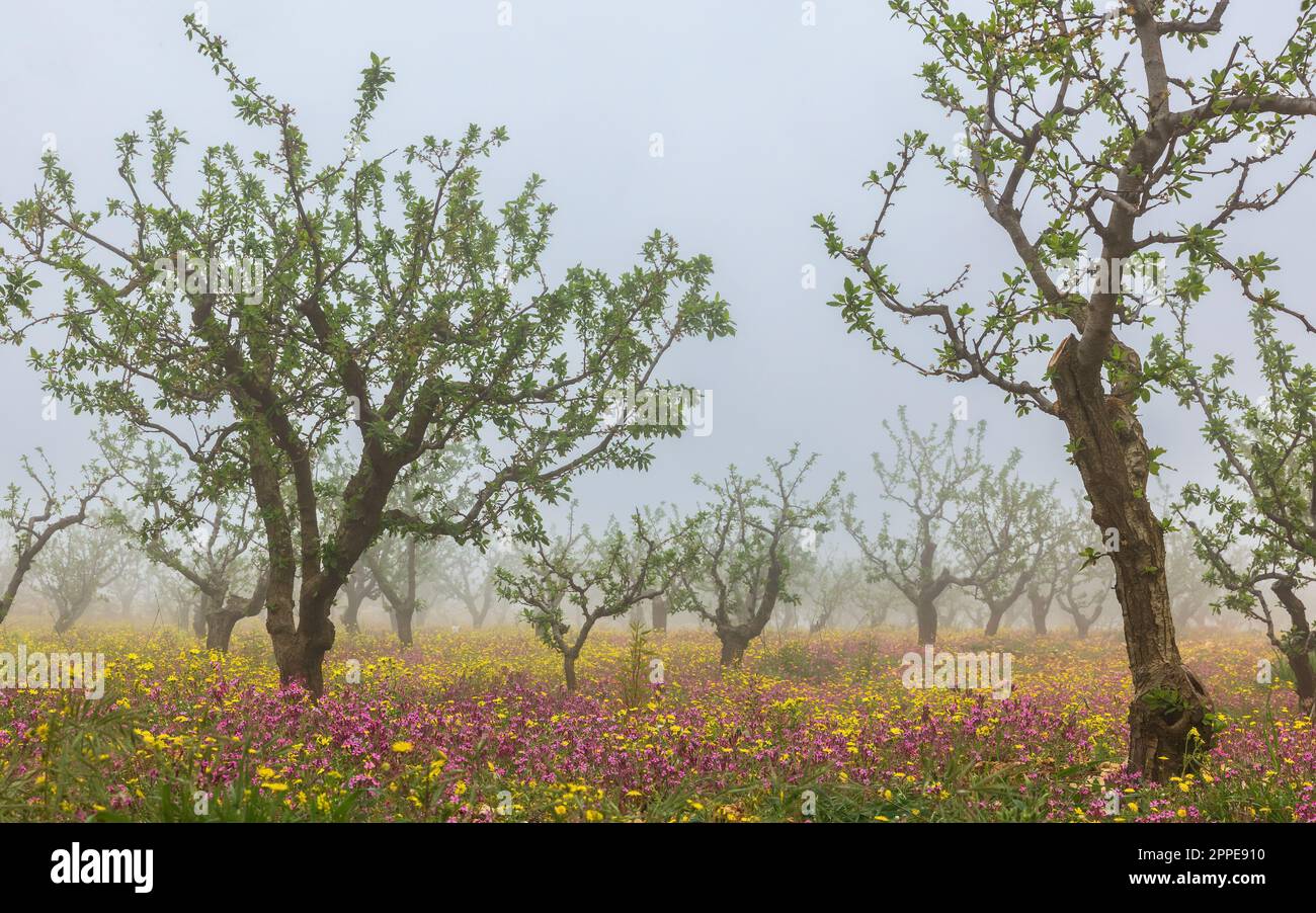 cherry blossoms in the morning mist in Israel Stock Photo
