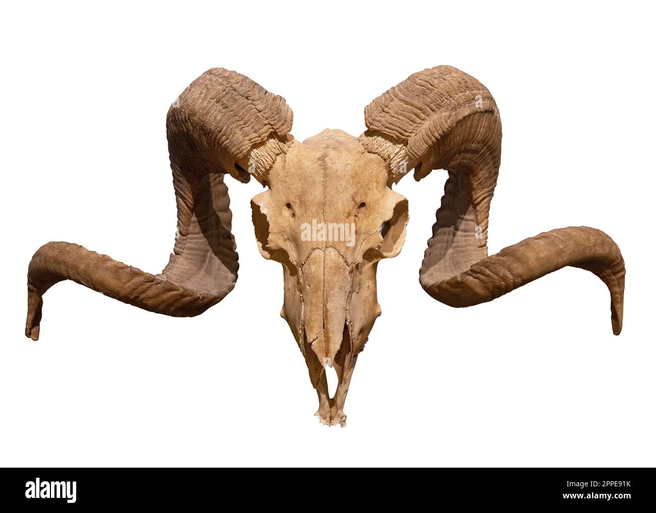 Ram skull with horns isolated on white background Stock Photo