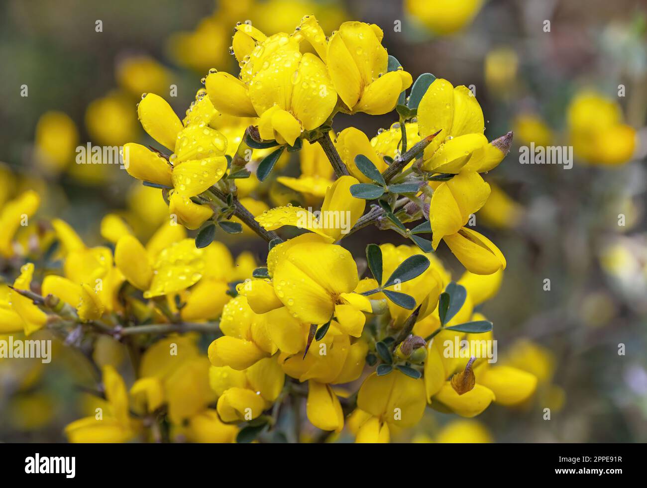 beautiful shrub with yellow flowers (Calicotome villosa) in Israel Stock Photo