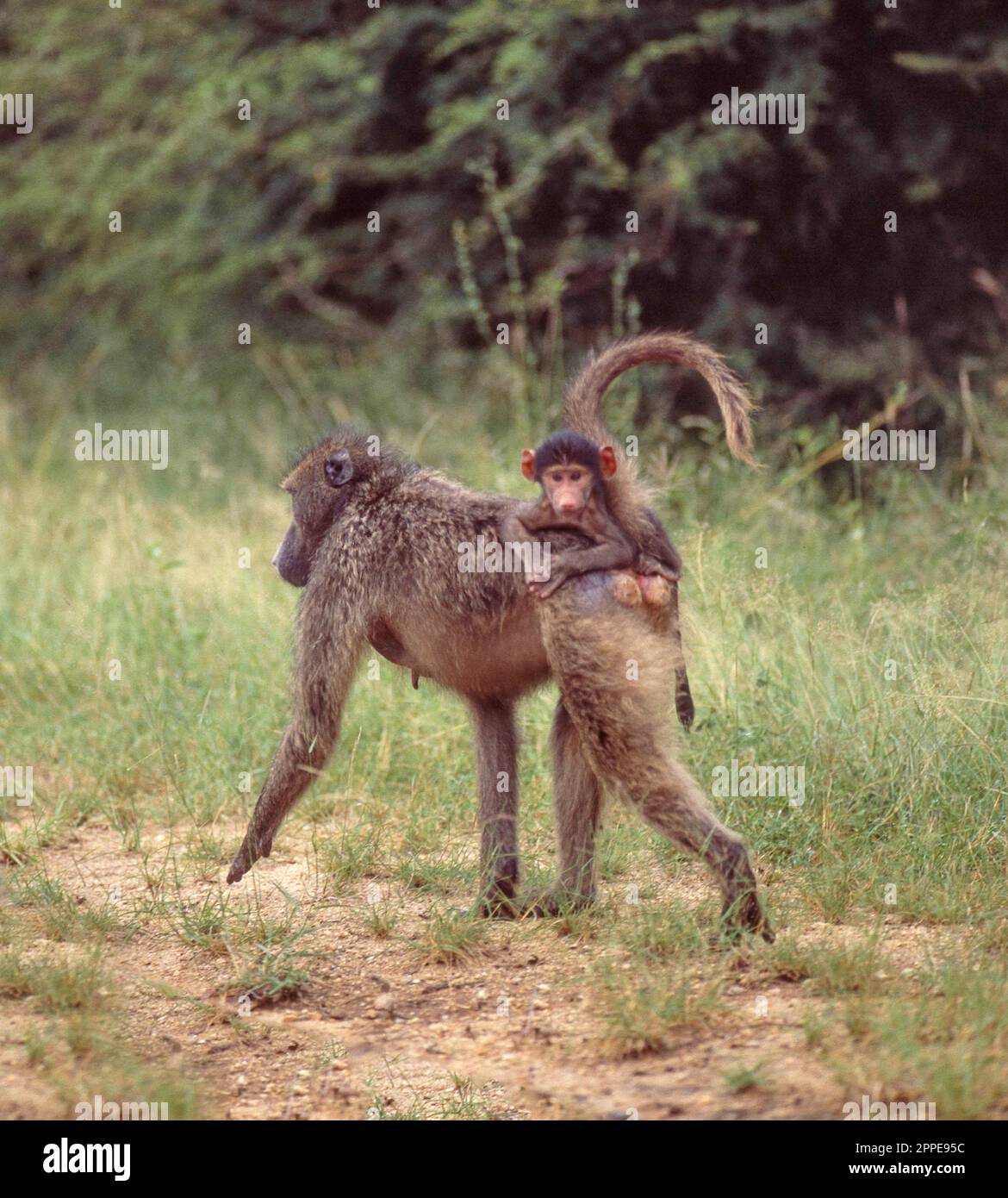Female baboon with baby on back hi-res stock photography and images - Alamy