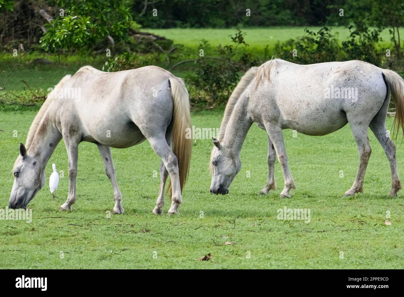 Two Pantanal horses grazing on a lush green meadow in the Pantanal Wetlands, Mato Grosso, Brazil Stock Photo