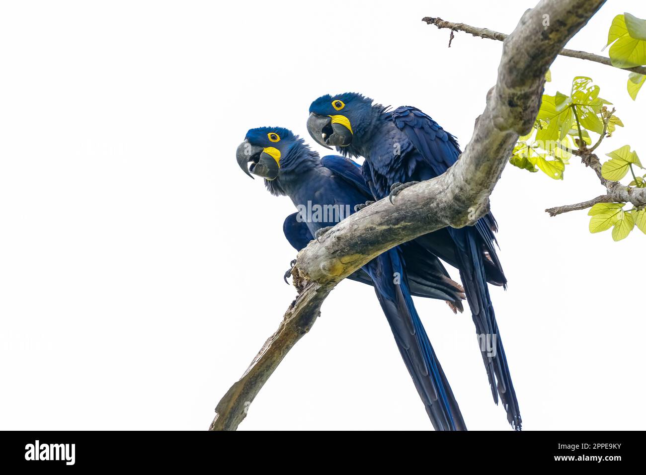 Photo inspiration: Picture Idea: Low Angle View Of A Couple Of Hyacinth Macaws Perching