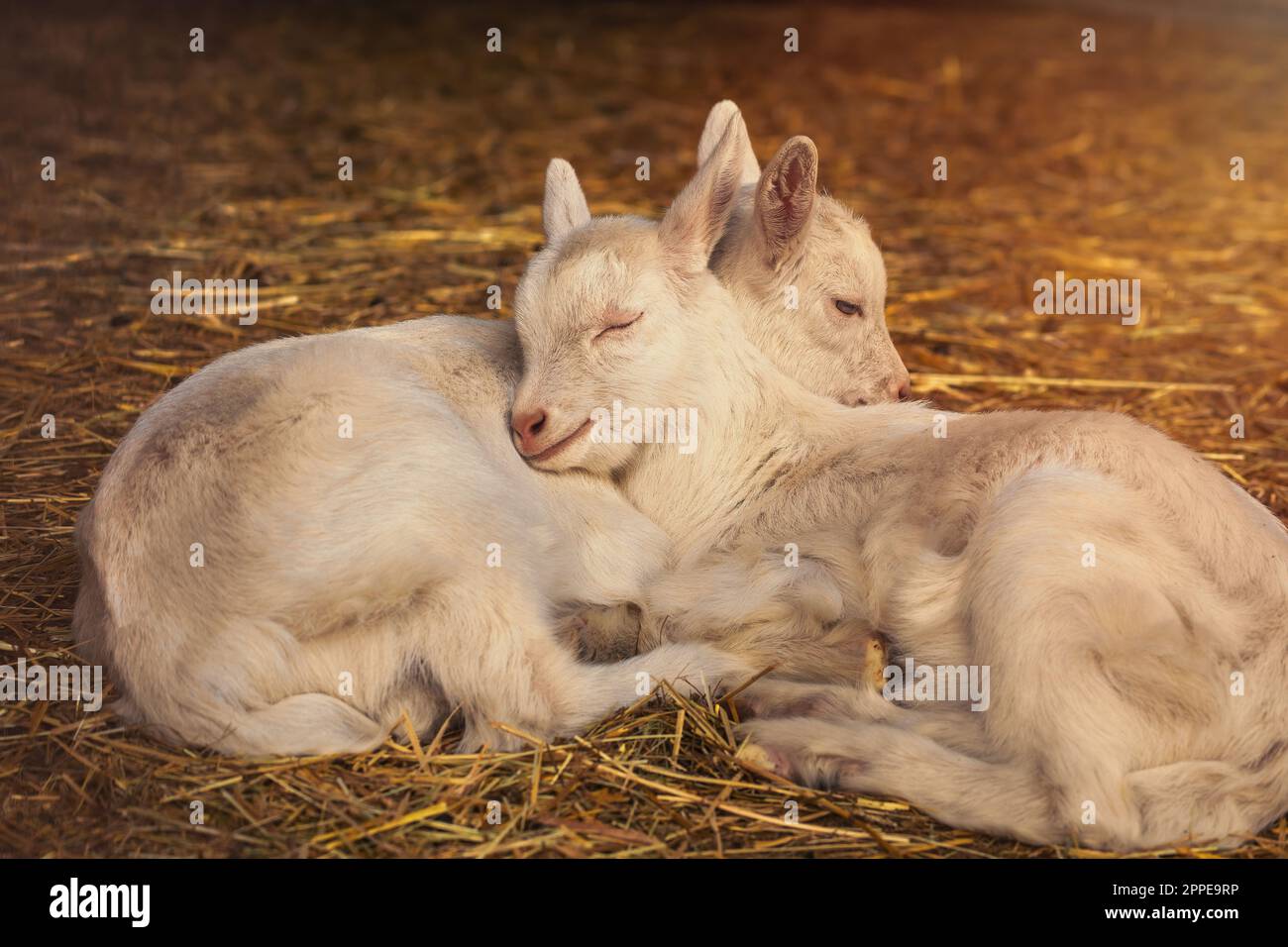 Baby goats sleeping on a hay on animal farm. High quality photo Stock
