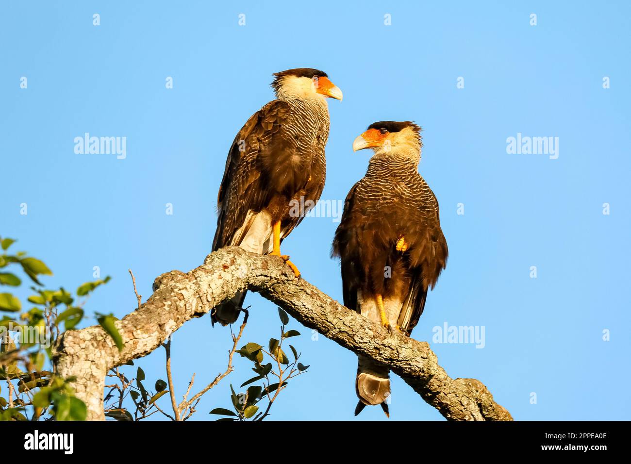 Two Caracara perching on a tree branch, facing each other against blue sky, Pantanal Wetlands, Mato Grosso, Brazil Stock Photo