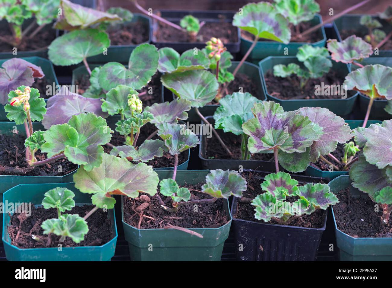 Pelargonium x hortorum - zonal or garden geraniums - cuttings or slips potted up in a greenhouse. B. C., Canada. Stock Photo
