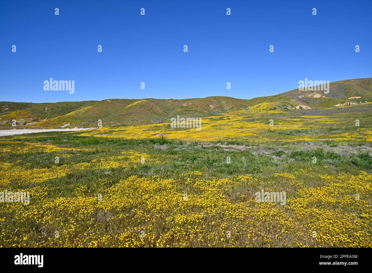 California Super Bloom Wildflower - Carrizo Plain Stock Photo