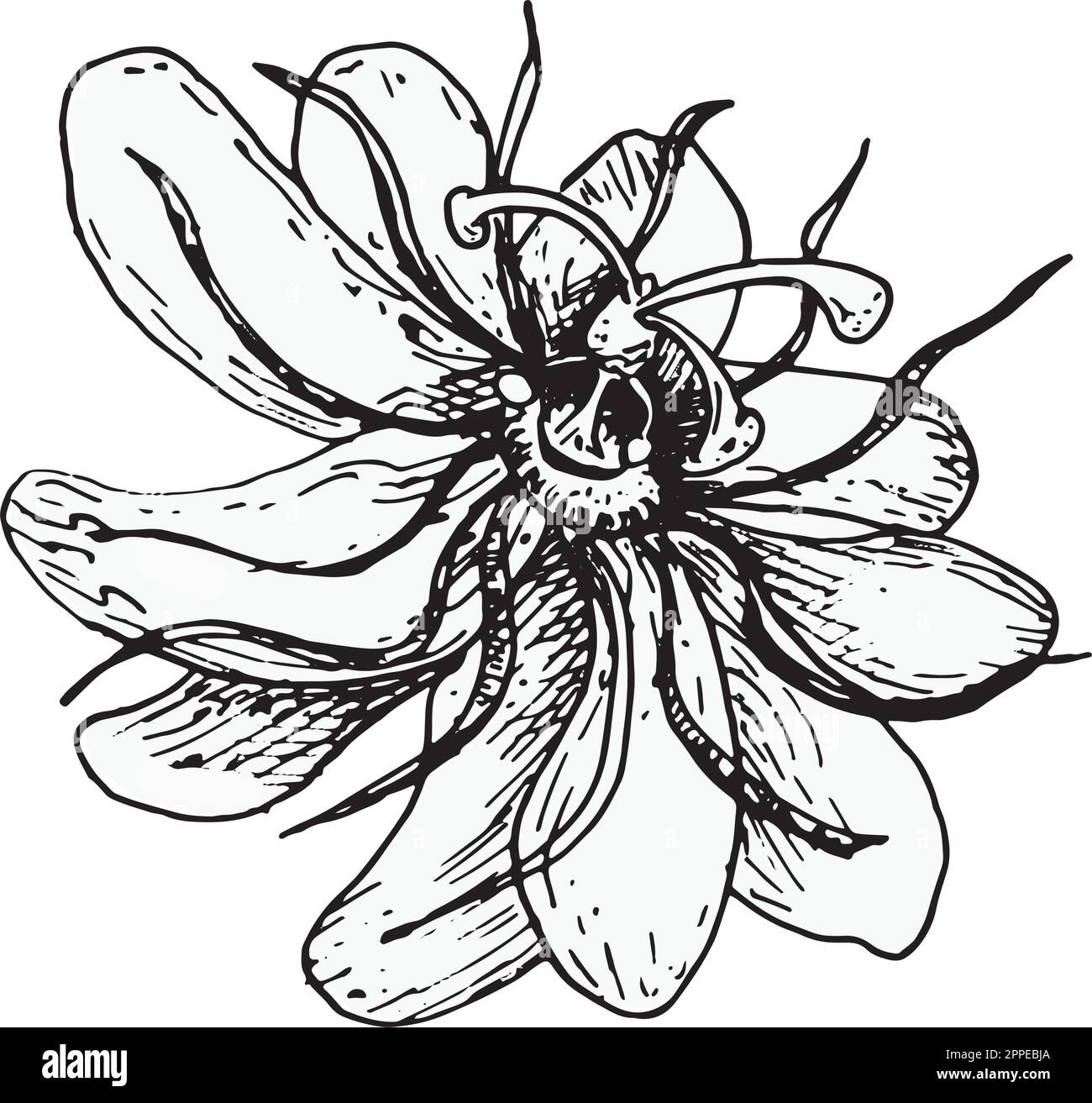 Passion flower vector illustration isolated on white background. Blue